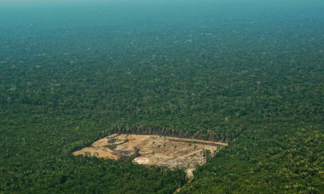 Kontrollkomiteen til Amazonas etter knusende rapport om regnskogmilliarder